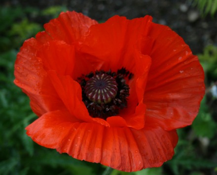 Red Poppy - Papaver orientale allegro - Abriachan Nurseries